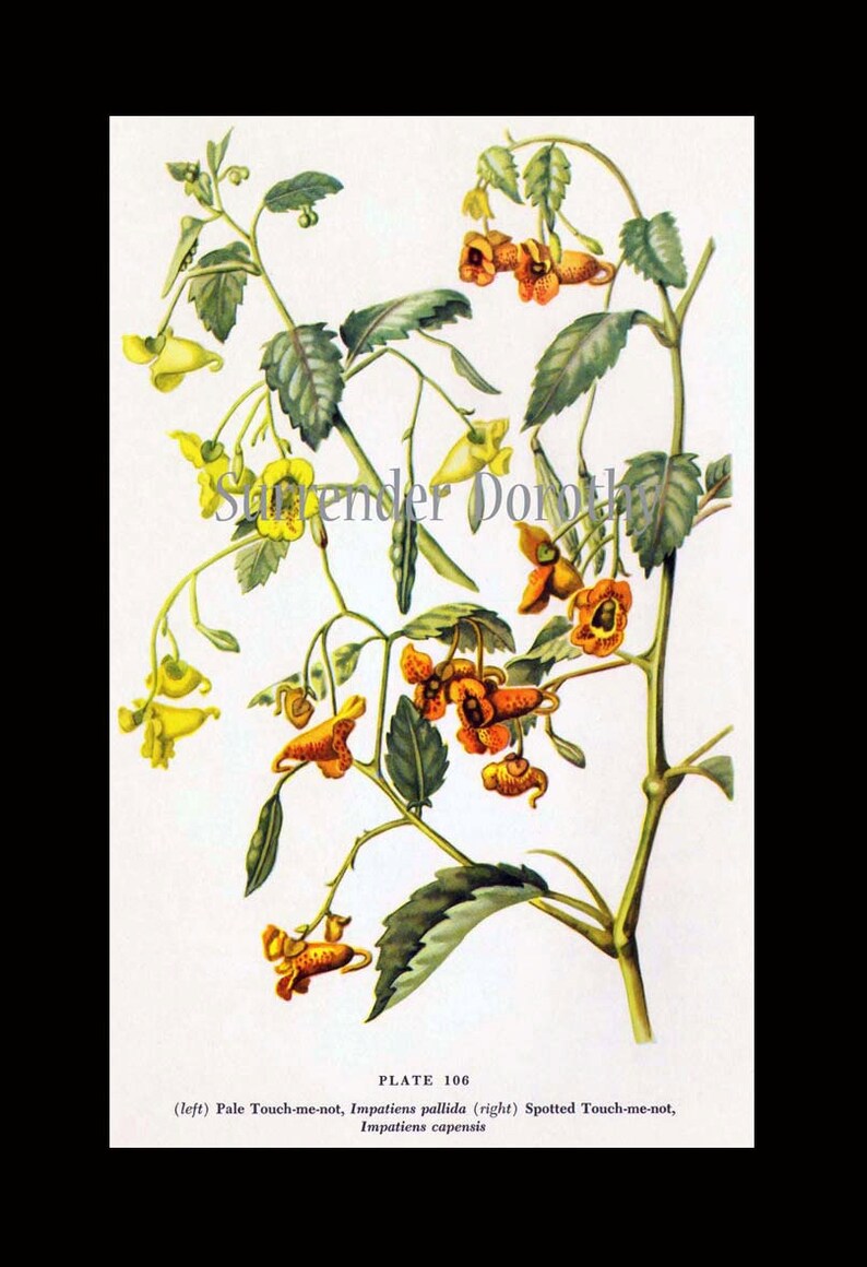 Touch Me Not Jewel Weed Flowers Vintage Botanical Lithograph 1950s Art Print To Frame 106 image 4