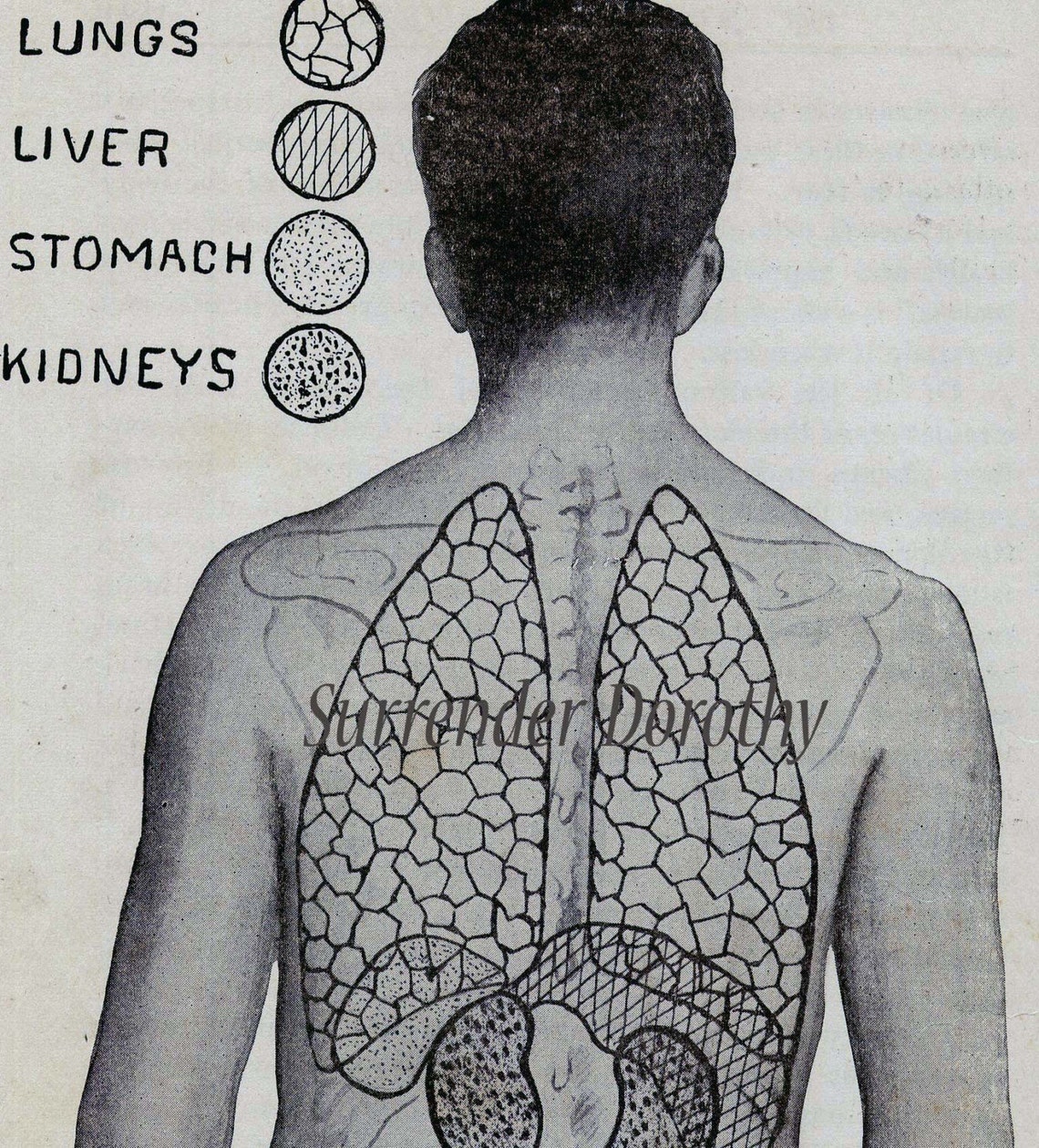 Human Anatomy Chart Lung Kidney Stomach 1920 Vintage Posterior | Etsy