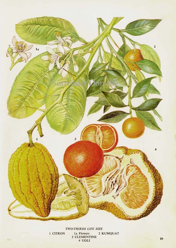 Citrus Fruit Chart