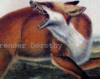 American Red Fox Naturalista Audubon Vintage Litografia di animali selvatici stampa su cornice