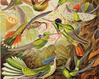 Hummingbird & Antelope Haeckel Print Vintage Natural History Ornithology Bird Victorian Scientific Lithograph To Frame