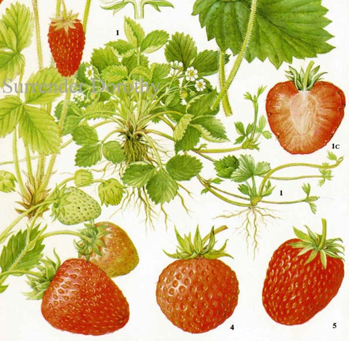 Summer Strawberry Chart Berry Fruit Botanical Lithograph Food Etsy
