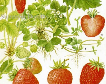 Summer Strawberry Chart Berry Fruit Botanical Lithograph Food Illustration For Your Vintage Kitchen 75