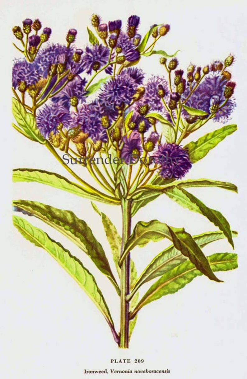 Ironweed Veronia Noveboracensis Flower Botanical 1950s Vintage Wildflower Art Print To Frame 209 image 2