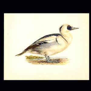 Smew Mergus Albellus Duck Bird Ornithology Natural History Lithograph Print 1960s Illustration To Frame 72 image 3