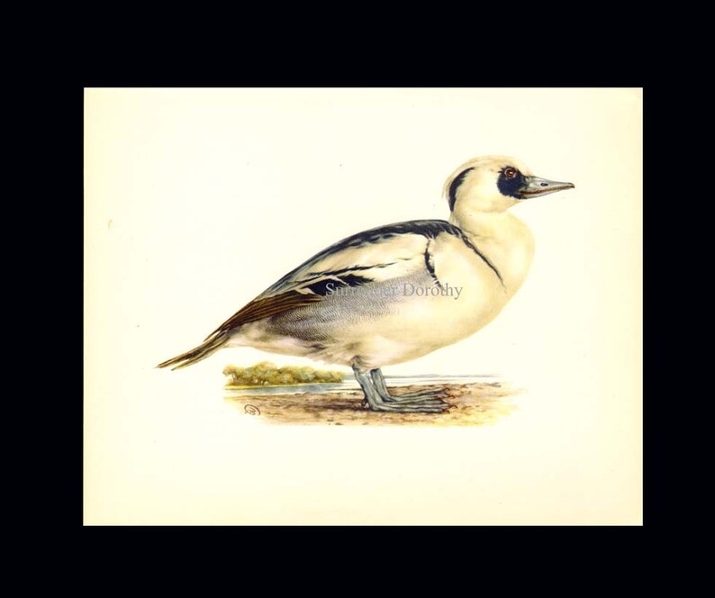 Smew Mergus Albellus Duck Bird Ornithology Natural History Lithograph Print 1960s Illustration To Frame 72 image 3
