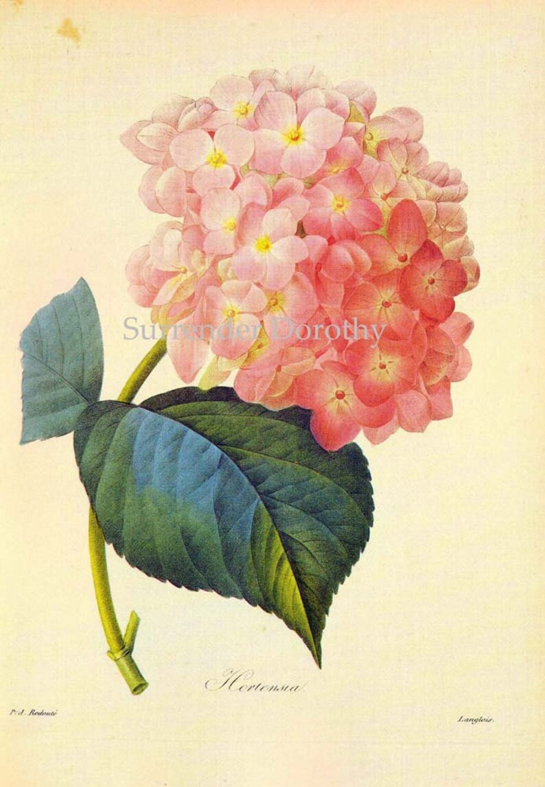 Pink Hydrangea Macrophylla Vintage Botanical Illustration - Etsy