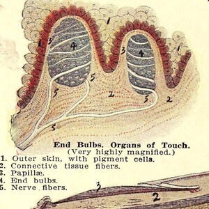 Dermatology Medical Chart Skin Human Anatomy 1920 Vintage Color