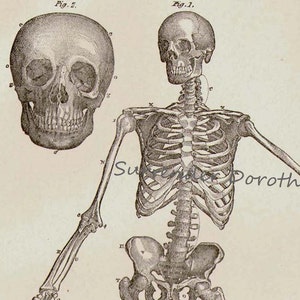 Human Anatomy skelet Anterior weergave met schedels 1892 Victoriaanse antieke medische grafiek