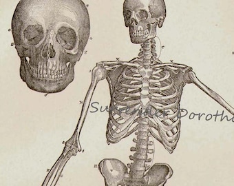 Human Anatomy Skeletal System Anterior View With Skulls 1892 Victorian Antique Medical Chart