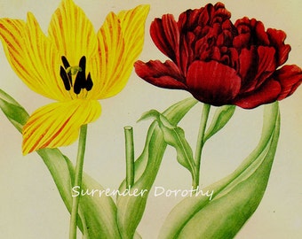 Red & Yellow Tulips Prestele Vintage Horticulture Poster Print  Botanical Lithograph To Frame 66