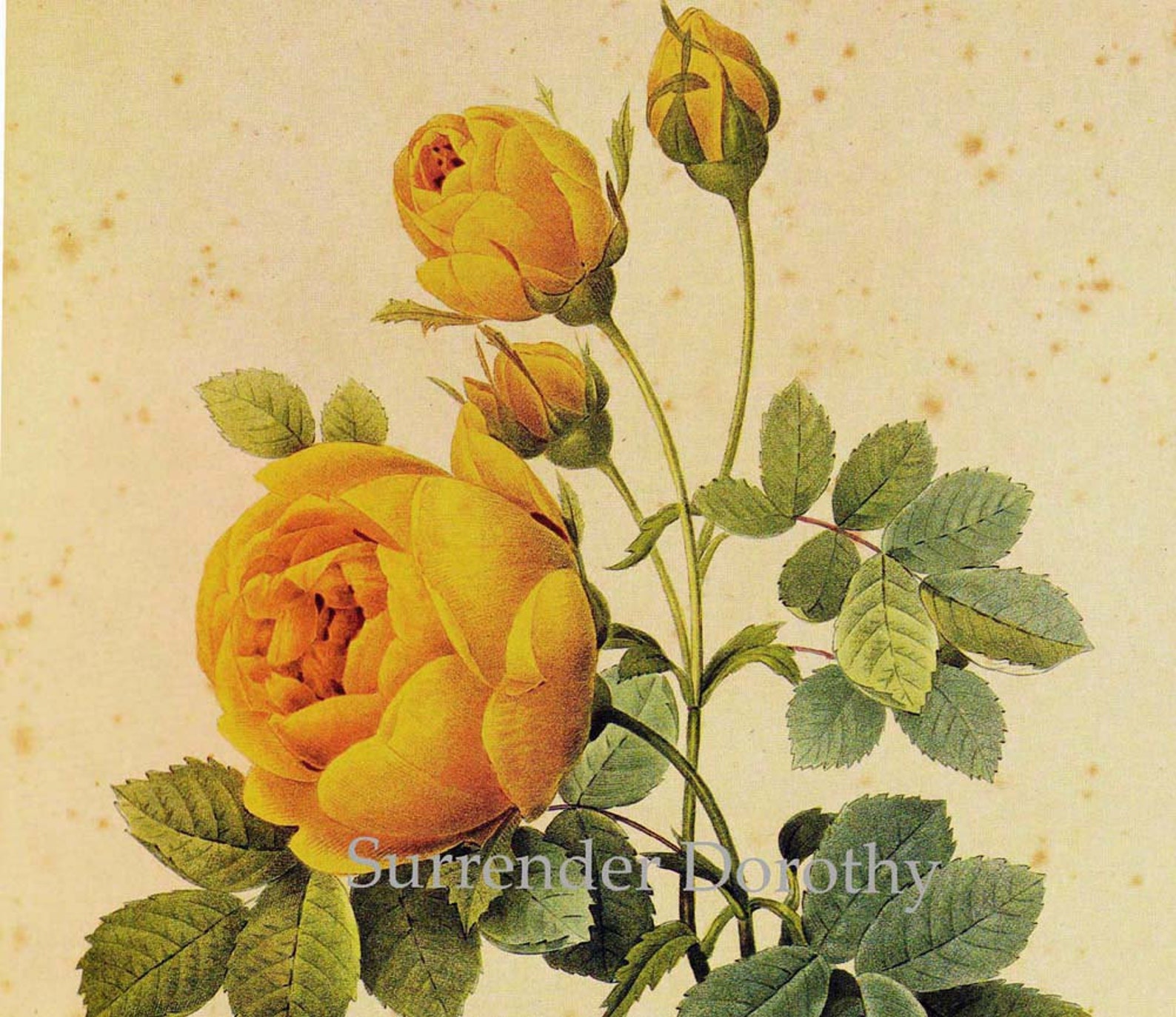 Yellow Sulphur Rose Rosa Hemisphaerica Vintage Flower by Redoute ...