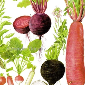 Beet Radish Chart Root Vegetable Food Botanical Lithograph Illustration For Your Vintage Kitchen 171 image 1