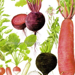 Rote Beete Rettich Karte Wurzelgemüse Lebensmittel Botanische Lithographie Illustration Für Ihre Vintage Küche 171