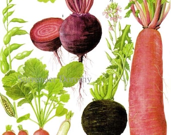 Beet Radish Chart Root Vegetable Food Botanical Lithograph Illustration For Your Vintage Kitchen 171