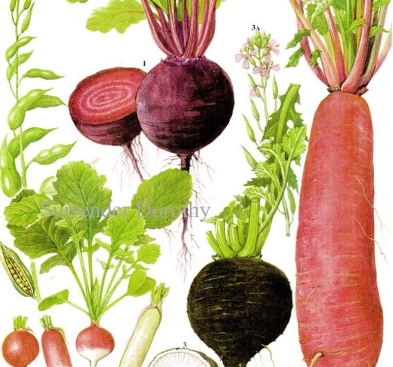 Beet Radish Chart Root Vegetable Food Botanical Lithograph Illustration For Your Vintage Kitchen 171 image 1