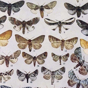 Hypereschra Lophodonta Pheosia Moth Grafiek 1908 Vintage Entomologie Lithografie Natural History Rotogravure Edwardiaanse Illustratie XL