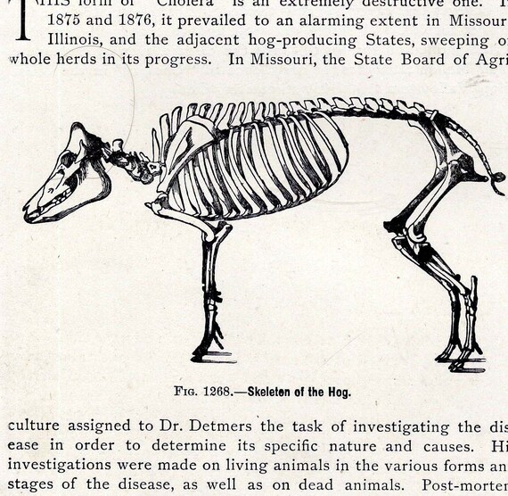 Pork Skeletal Chart