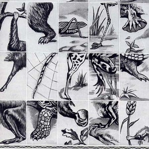 Pieds d’animaux Oiseaux Insectes Reptiles Années 1920 Carte Histoire naturelle Imprimer à Encadrer