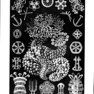 Sea Anemone & Sea Cucumbers Haeckel Print Natural History Oceanography Victorian Scientific Lithograph To Frame image 4