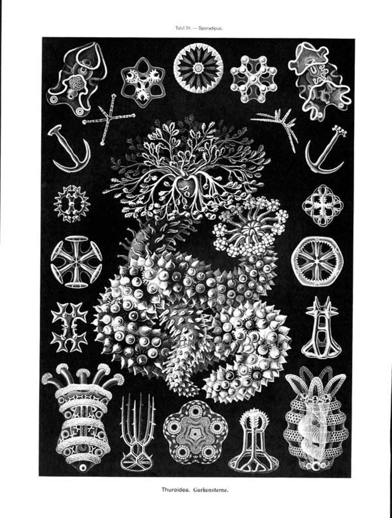 Sea Anemone & Sea Cucumbers Haeckel Print Natural History Oceanography Victorian Scientific Lithograph To Frame image 4