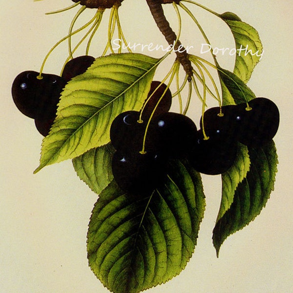 Black Heart Cherry Prestele Vintage Agriculture Poster Print  Botanical Lithograph To Frame 47