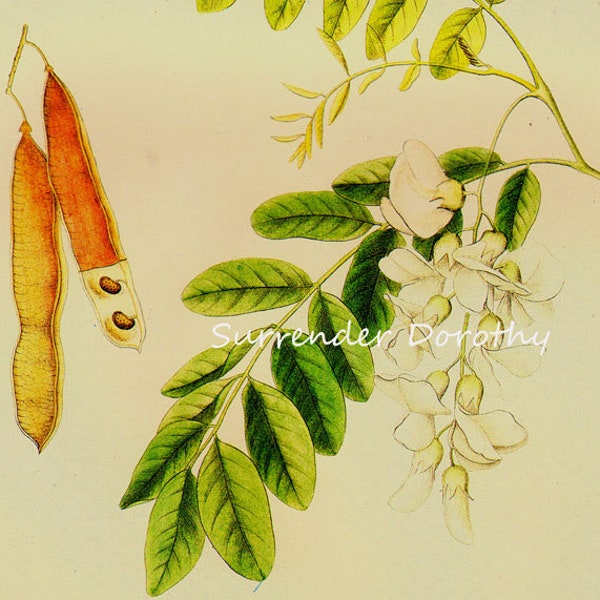 Locust Robinia Pseudacacia Prestele Vintage Poster Print Botanische Lithographie Zum Rahmen 21