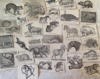 Animal Mammal Scrap Book Vintage Clipart 1910 Antique Natural History Illustrations Engraving Snippets Assortment Packet Of 30 Black & White