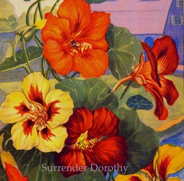 Nasturtium Flowers 1920s Country Cottage Garden Old Fashioned Etsy