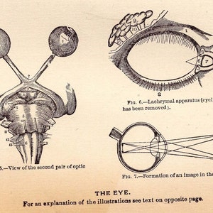 Vintage Human Anatomy Eye Chart 1908 Original Edwardian Antique Medical ...