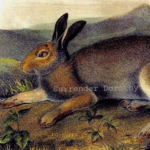 Polar Hare Audubon Wild Animal Natural History Lithograph Print To Frame image 1