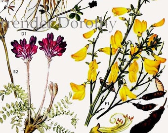 Wild Pea Legume Flowers Botanical Exotica Of Europe Vintage Illustration To Frame 10