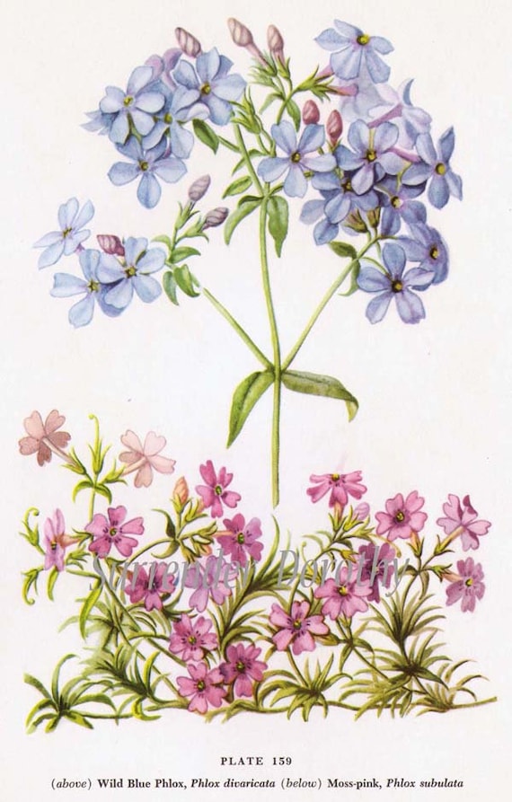 Phlox ovata ボタニカルアート 1801年 Curtis Botanical Magazine No.528 ハナシノブ科