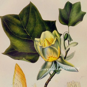 Tulpenbaum Baum Liriodendron Tulipifera Prestele Vintage Poster Print Botanische Lithographie Rahmen 37