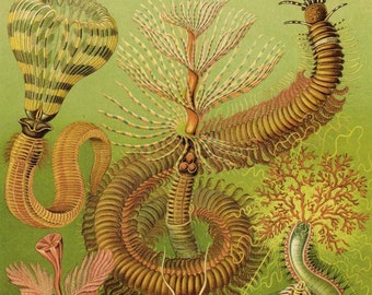 Sea Worms Chaetopoda Haeckel Print Vintage Natural History Oceanography Victorian Scientific Lithograph To Frame