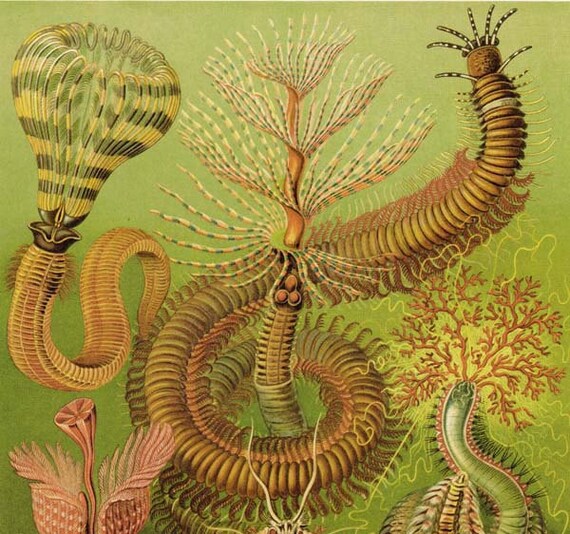 Art Forms in Nature Chaetopoda Ernst Haeckel Fine Art Print
