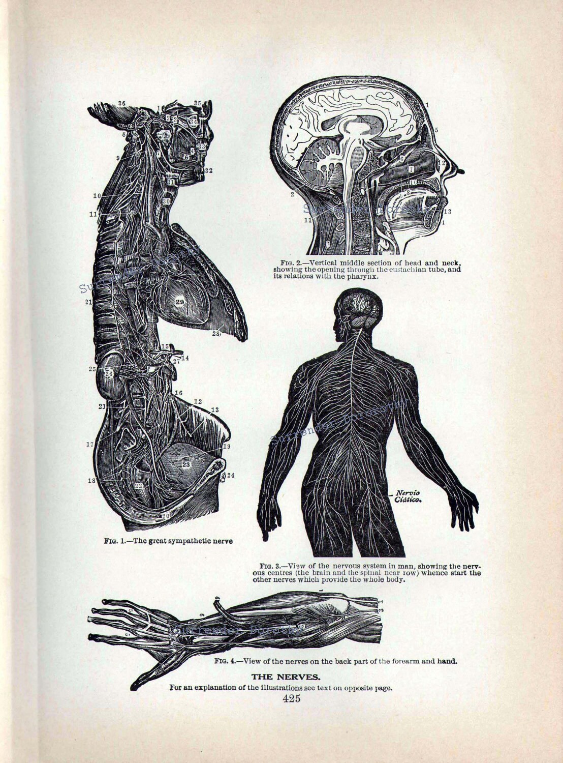 Human Anatomy Central Nervous System Vintage 1908 Edwardian Antique ...
