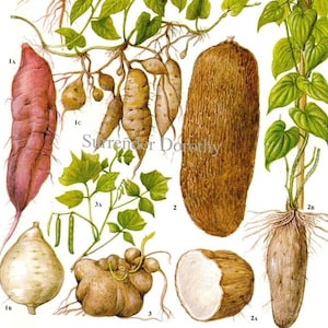 Batata doce inhame vegetal planta flores gráfico de alimentos vegetal litografia botânica ilustração para sua cozinha vintage 183