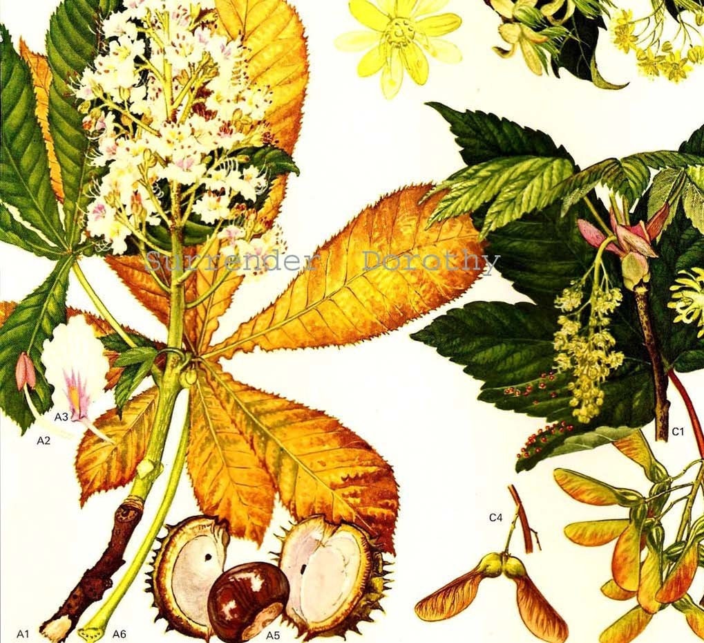 Flowering Tree Europe Horse Chestnut Norway Maple Botanical Exotica Vintage Illustration To Frame 19