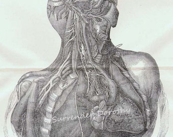 Human Anatomy Nervous System  Neck Throat 1892 Creepy Vintage Victorian Antique Medical Chart Chest Abdomen