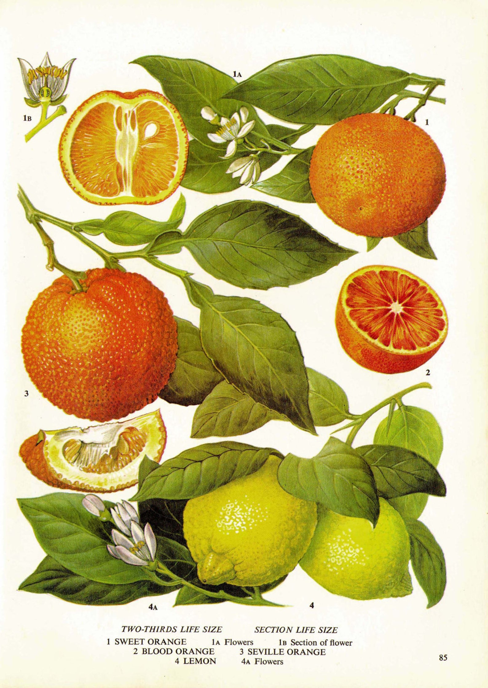 Oranges Lemons Citrus Fruit Flower Chart Food Botanical Etsy