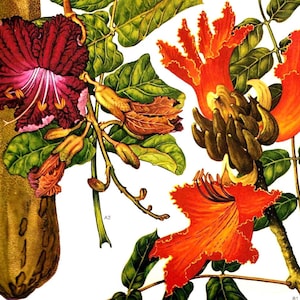 African Tulip Tree Salsiccia Albero Fiori Tropicali Sud Africa Botanica Exotica Vintage Illustrazione To Frame 62
