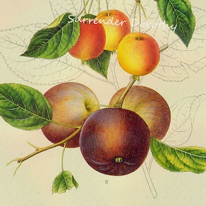 Siberian Crab Apple Prestele Vintage Agricoltura Poster Stampa Litografia botanica al telaio 45