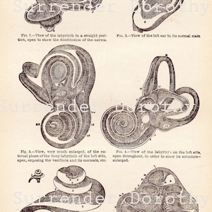Menselijk oor antieke anatomie Edwardiaanse tijdperk antieke medische grafiek naar frame circa 1908 zwart-wit