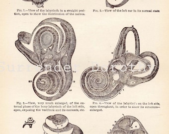 Human Ear Antique Anatomy Edwardian Era Antique Medical Chart To Frame Circa 1908 Black & White