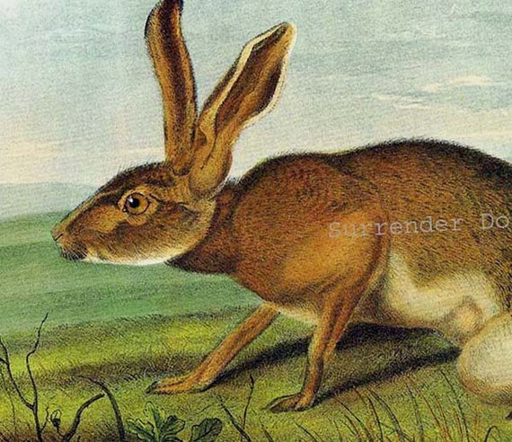 1989 Vintage /"NORTHERN HARE/" WHITE AUDUBON MAMMAL COLOR Art Plate Lithograph