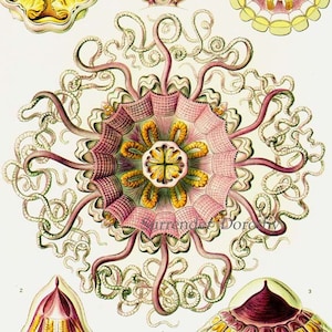 Jellyfish Siphonophora & Periphylla Haeckel Print Natural History Jelly Fish Oceanography Victorian Scientific Lithograph To Frame 38