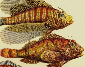 Lion Scorpion & Flying Fish Seba Ichthyology Natural History Vintage Lithograph Chart Poster Print