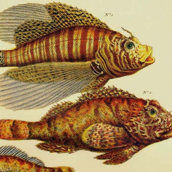 Lion Scorpion & Flying Fish Seba Ichthyology Natural History Vintage Lithograph Chart Poster Print P251