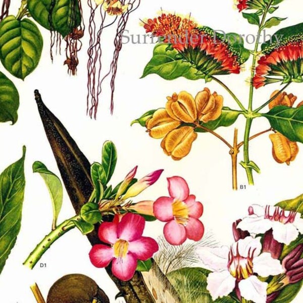 Apocynacae Strophanthus Flowers Tropical Central Africa Botanical Exotica Vintage Illustration To Frame 61